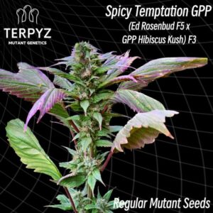 Spicy Temptation GPP Reg.