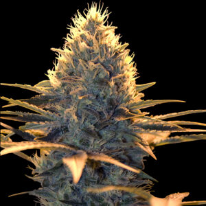 Spliff Cheese