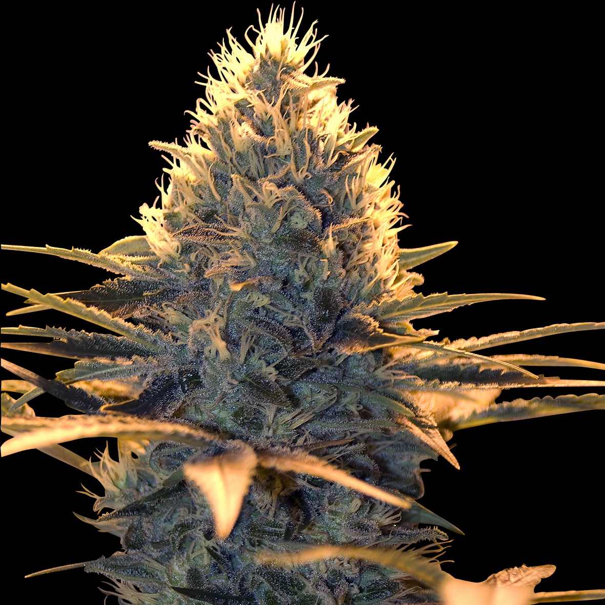 Spliff Cheese