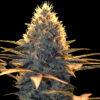Spliff Cheese Automatic