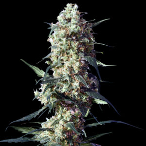 Spliff's Strawberry