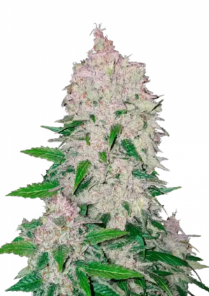 Stardawg Auto
