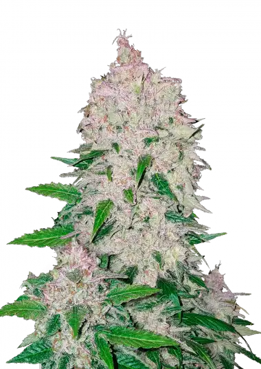 Stardawg Auto