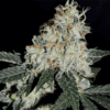Stardawg (BSB Genetics)