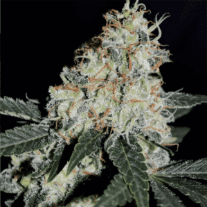 Stardawg (BSB Genetics)