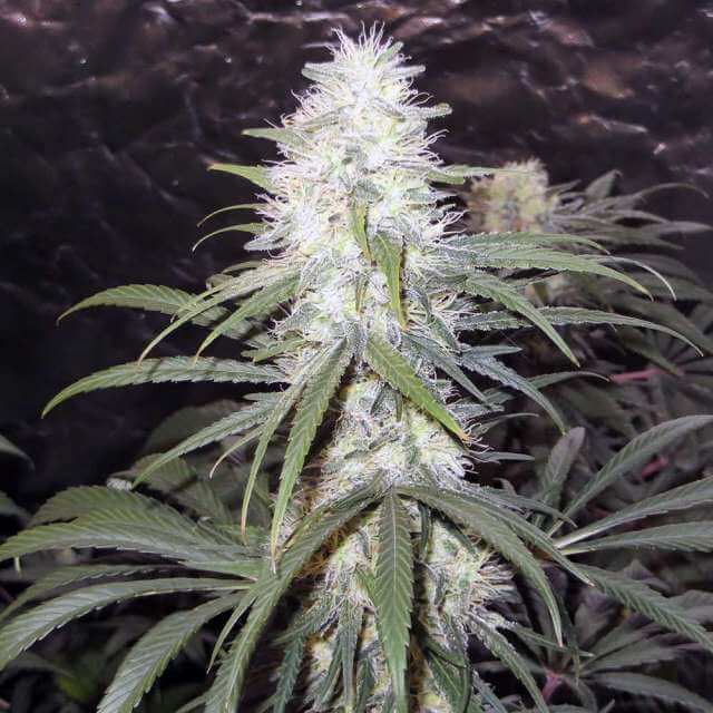 Sterling Haze