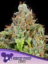 Sticky Boof Auto