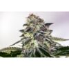 Sticky Dream Express