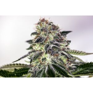 Sticky Dream Express