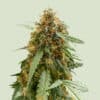 Sticky Queen Auto