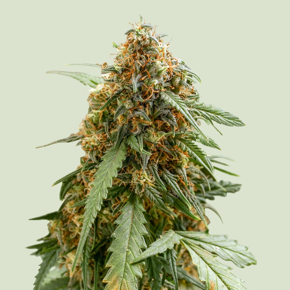 Sticky Queen Auto