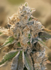 Stinky Dog-Zkittlez x Purple Punch
