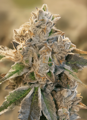 Stinky Dog-Zkittlez x Purple Punch