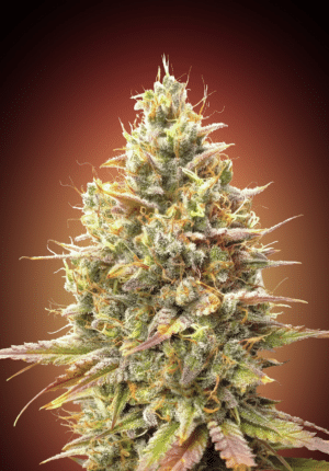 Strawberry Banana (Advanced Seeds)