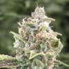 Strawberry Banana Auto (High Speed Buds)