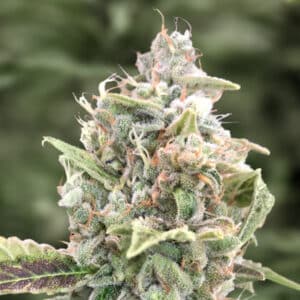Strawberry Banana Auto (High Speed Buds)