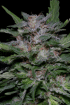 Strawberry Banana (Big Head Seeds)