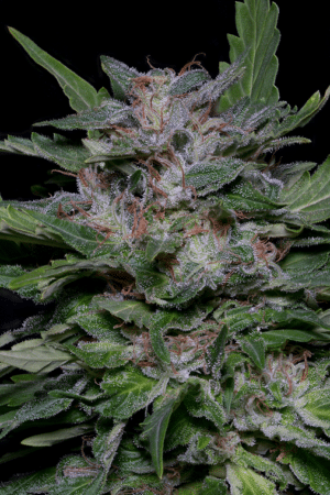 Strawberry Banana (Big Head Seeds)