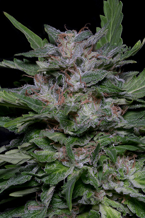 Strawberry Banana (Big Head Seeds)