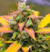 Strawberry Banana (BSB Genetics)