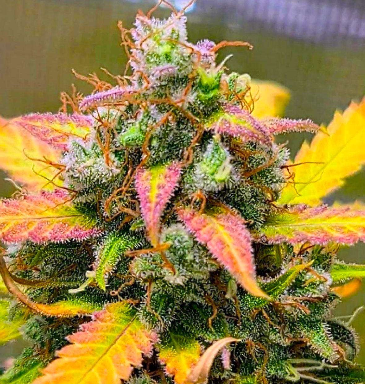 Strawberry Banana (BSB Genetics)