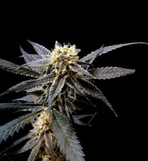 Strawberry Banana (DNA Genetics)