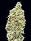 Strawberry Banana FAST (Advanced Seeds)