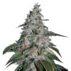 Strawberry Banana Fast (Dutch Genetics)