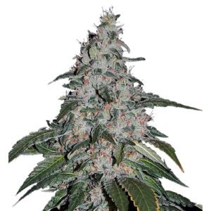Strawberry Banana Fast (Dutch Genetics)
