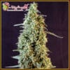 Strawberry Banana Whip Auto