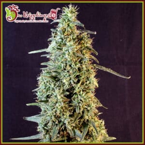Strawberry Banana Whip Auto