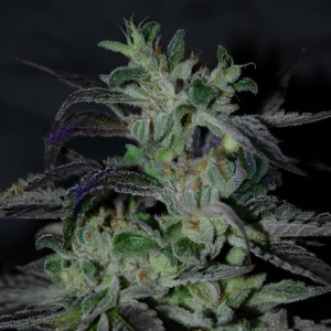 Strawberry Blue Early Harvest