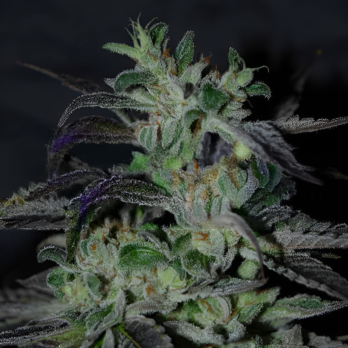 Strawberry Blue Early Harvest