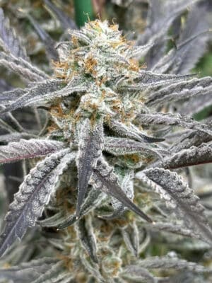 Strawberry Cadillac
