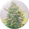 Strawberry Cake CBD