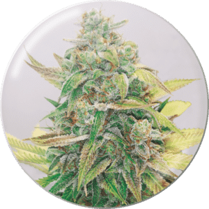 Strawberry Cake CBD