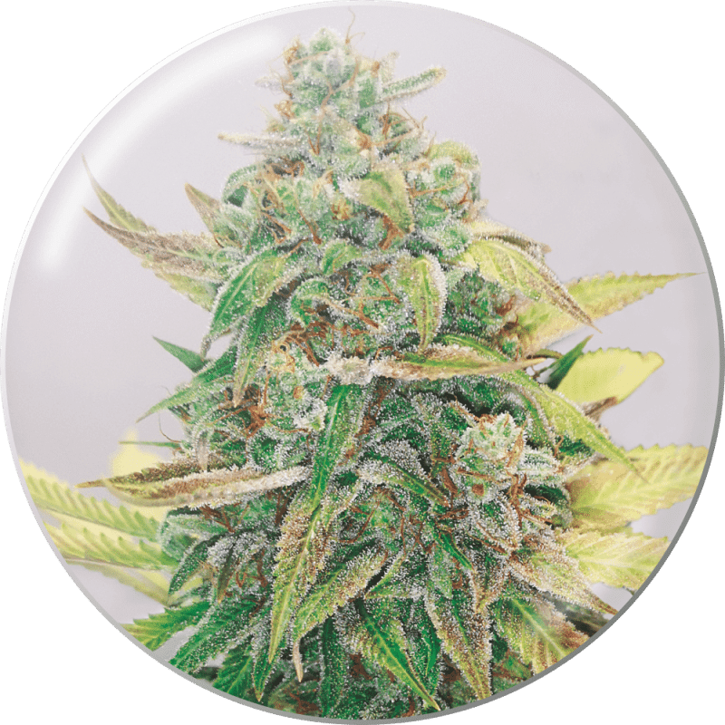 Strawberry Cake CBD