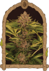 Strawberry Cola Auto