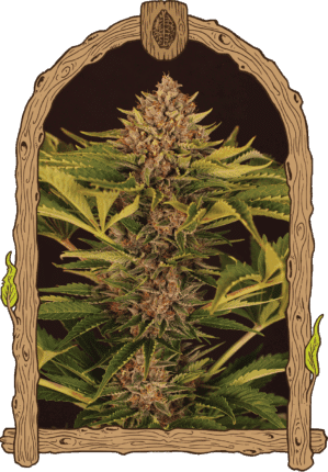 Strawberry Cola Auto