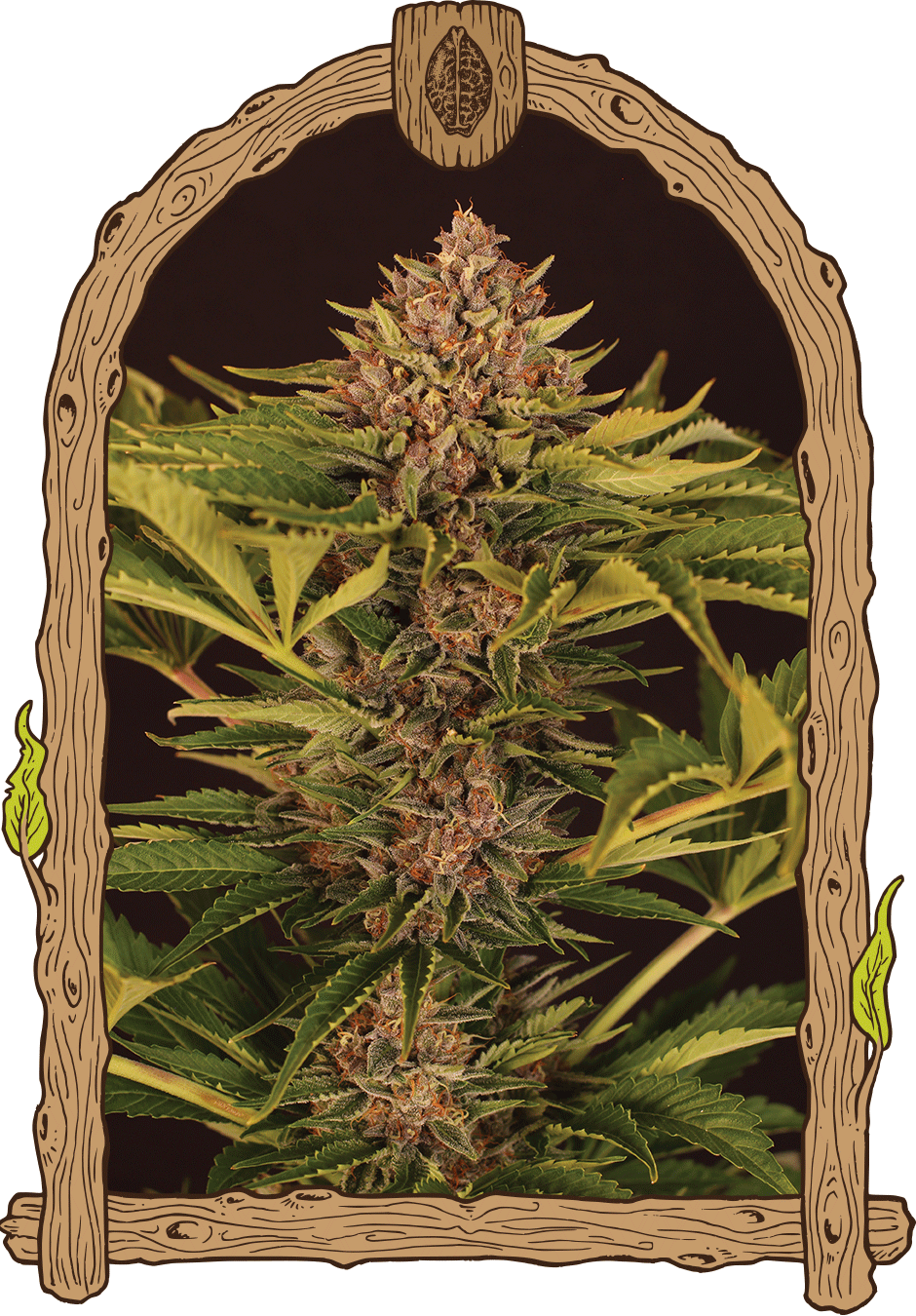 Strawberry Cola Auto
