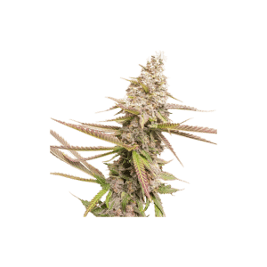 Strawberry Cookies