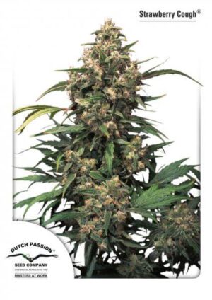 Strawberry Cough (Dutch Passion)
