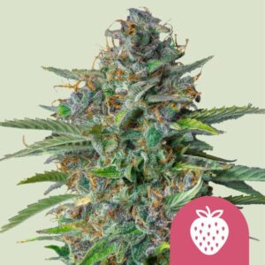 Strawberry Cough (Royal Queen Seeds)