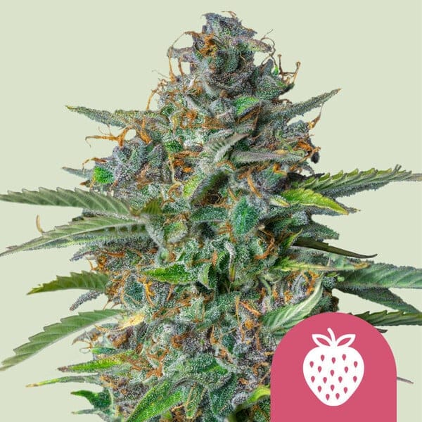 Strawberry Cough (Royal Queen Seeds)