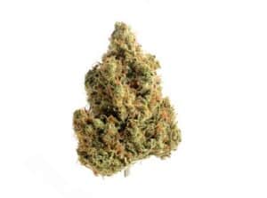 Strawberry Glue (Amsterdam Genetics)