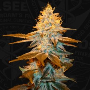 Strawberry Glue (T.H. Seeds)