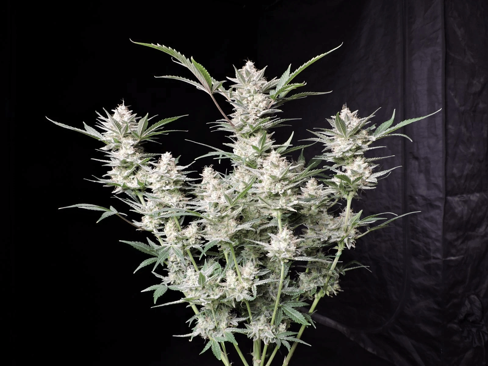 Strawberry Gorilla Auto