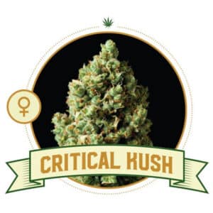 Strawberry Haze (CSB)