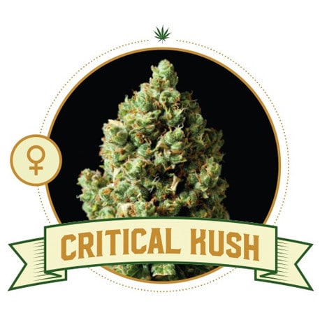 Strawberry Haze (CSB)