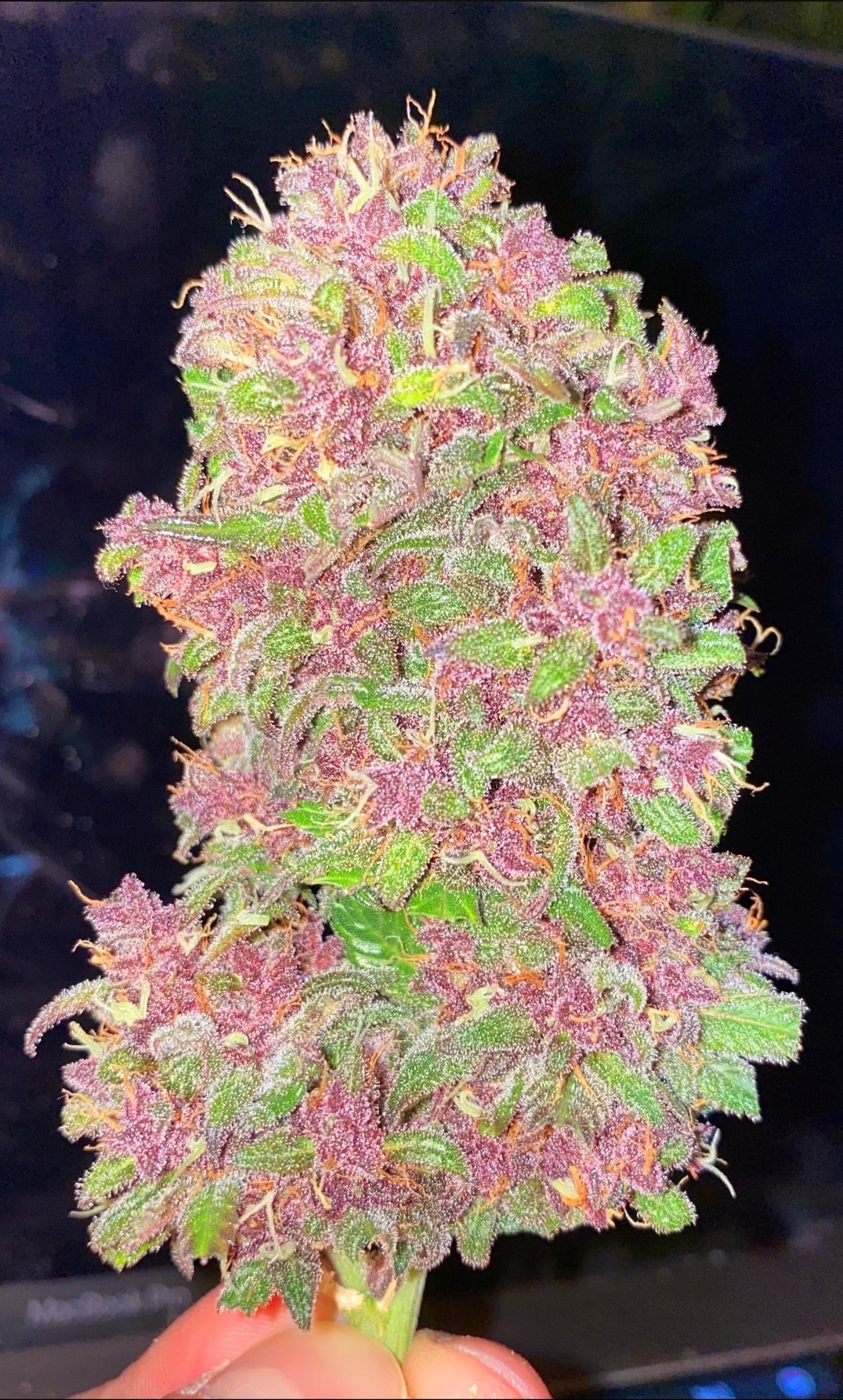 Strawberry Milkshake Auto